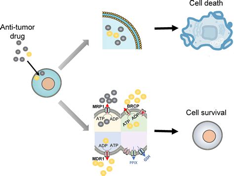 frontiers drug resistance mechanisms  acute myeloid leukemia stem cells