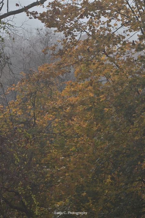 Under The White Oak Leaves Fog Maple Tanja Chester Flickr