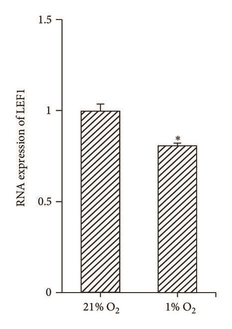 Hypoxia inhibited Wnt β catenin pathway Expressions of Wnt4 and