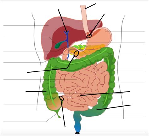 Digestive System Labeling Quizlet Cellarmoms