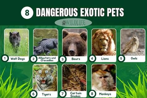 8 of the Most Uncommon & Dangerous Exotic Pets - Wildlife Informer