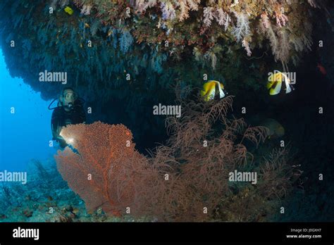 Scuba Diver Exploring Overhang Felidhu Atoll Maldives Stock Photo Alamy