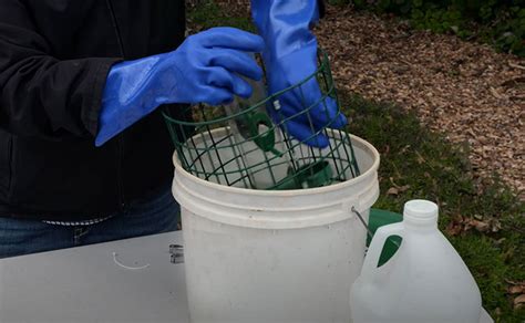 How To Properly Clean Up Your Bird Feeder - Avian Report