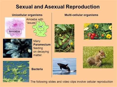 Asexual Plants Examples