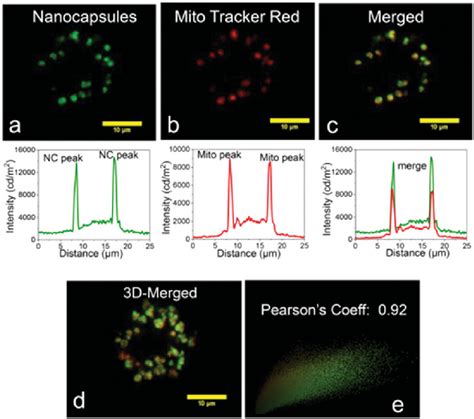 The Colocalization Experiments Of Intracellular Localization Of Dye