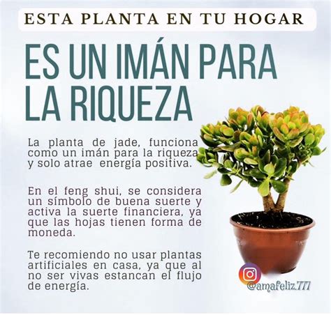 5 Plantas Que Debes Colocar En La Entrada De Tu Casa Para Alejar