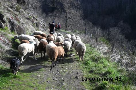 Les Brebis Des Sucs Transhument Le Troupeau Attendu Vendredi Au Puy