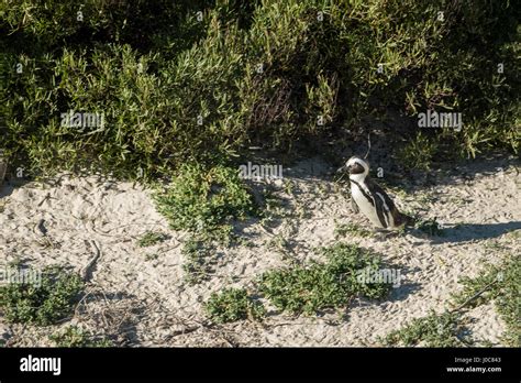 Penguins beach in cape town Stock Photo - Alamy