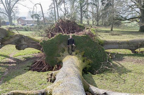 150 Year Old Devon Tree Uprooted In Powerful Storm Weather Daily Mail Online