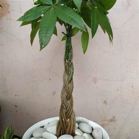 Jual New Tanaman Hias Pachira Kepang 9 Money Tree Shopee Indonesia