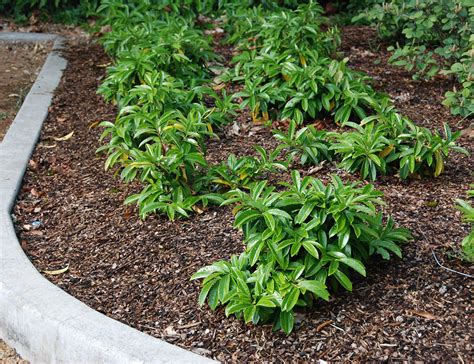 Prunus Laurocerasus Mount Vernon Wholesale Nursery In Eugene OR