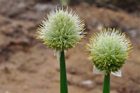 Scallion stock photo. Image of root, clay, vegetable - 19570958