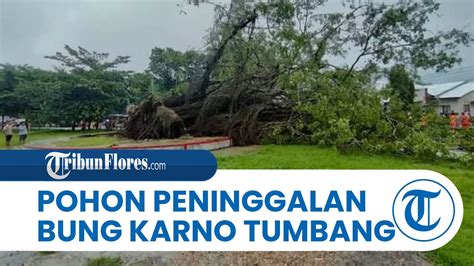 Pohon Beringin Berusia Tahun Yang Ditanam Presiden Soekarno Di Ntt