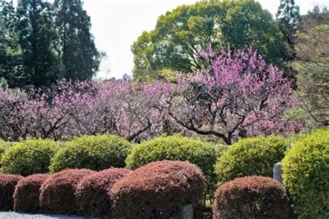 The Best Guide To Kyoto Prefectures Plum Blossom Spots