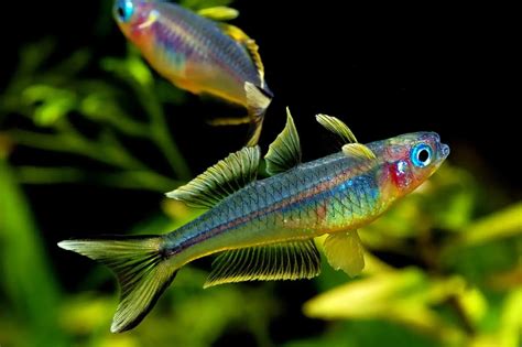 FORK TAIL RAINBOW TETRA FISH | Pair