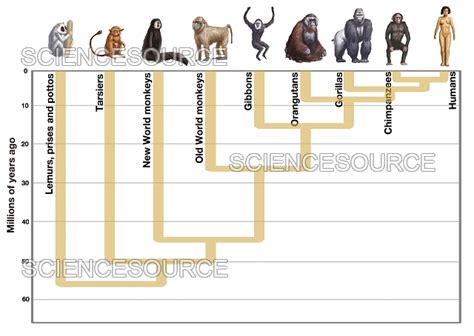 Photograph | Human Evolution | Science Source Images