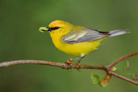 blue-winged-warbler-b57-10-027_v - Norwalk River Watershed Association