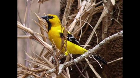 Yellow Oriole Bird Of Trinidad Youtube