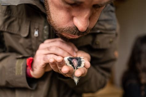 Bird Banding In Seewinkel Austria Noel Guevara