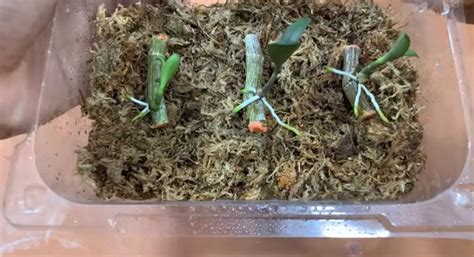 How to Propagate Orchid? Step by Step Guide – planterhoma