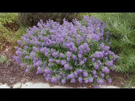 Caryopteris X Clandonensis Bluebeard Blue Mist Shrub YouTube