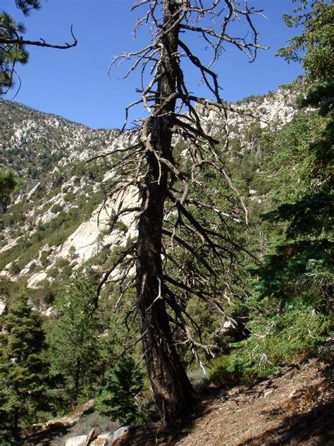 Dead Trees Of The Devils Slide Trail