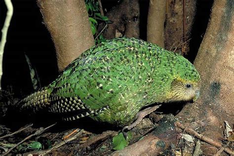 Kākāpō: New Zealand's Endangered, Flightless Parrot | DinoAnimals.com