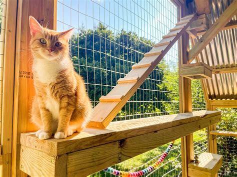 From Indoor To Outdoor A Cat S Guide To The Catio