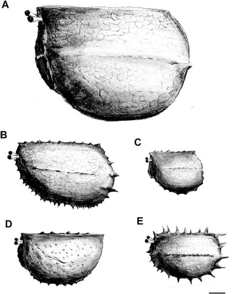 Frontiers New Data On The Bivalved Arthropod Tuzoia From The Cambrian