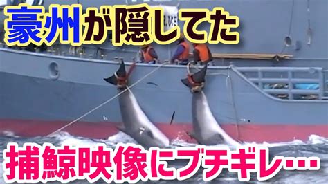 【iwc脱退】衝撃！オーストラリアが必死に隠してきた日本捕鯨の映像がヤバい！？【海外の反応】 Tkhunt