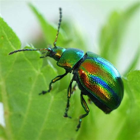 Chrysolina Fastuosa Prächtiger Blattkäfer Goldglänzender Blattkäfer