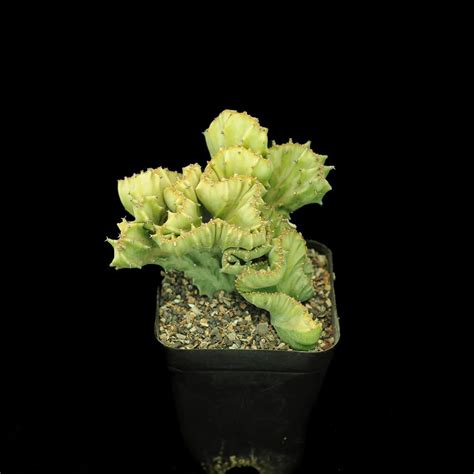 Euphorbia Lactea Crest India S 1 Online Garden Store Buy Cactus