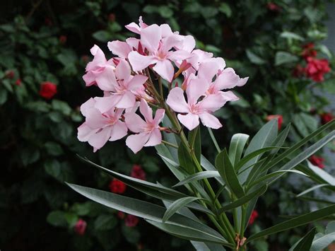 Sementes Flor Espirradeira Oleandro Nerium Oleander P Mudas R 7 90