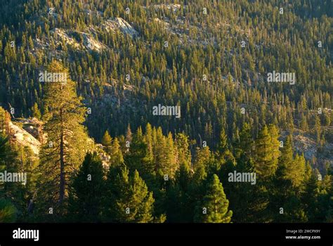 Forest In Mokelumne River Drainage Ebbetts Pass National Scenic Byway