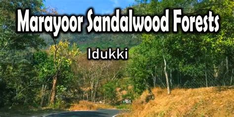 Marayoor Sandalwood Forests TrampTraveller