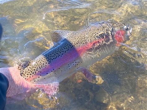 Sacramento River Fish Report Sacramento River Sacramento River Wild