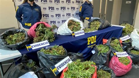 Pdi Decomis La Plantaci N De Marihuana M S Grande De La Ltima D Cada