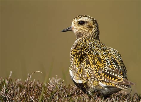 Golden Plover Bird Spot