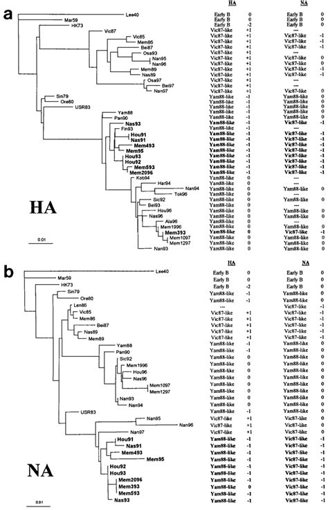 Phylogenetic Tree Of Influenza B Virus Gene Segments Ha1 A And Na