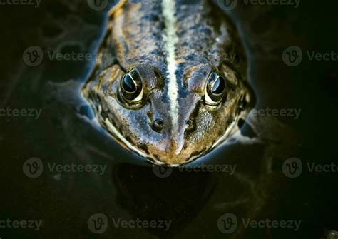 frog head stock  images  backgrounds