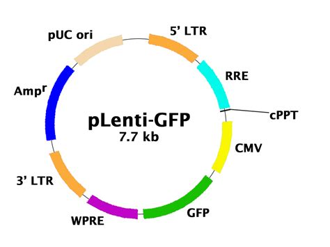 Plasmid Vector Gfp