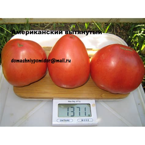 Американский вытянутый ( Amerikanskiy Vytyanutyi, Канада )