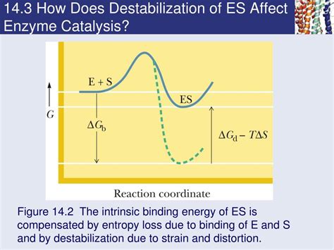 Ppt Chapter 14 Mechanisms Of Enzyme Action Powerpoint Presentation