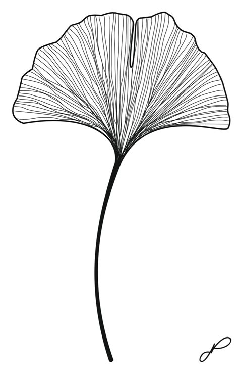 Ginkgo Biloba Leaf Drawn With Illustrator In Vector Feuille De Ginkgo