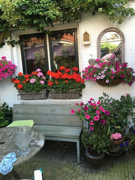 Best tips for how to care geraniums in winter to stay beautiful | My ...