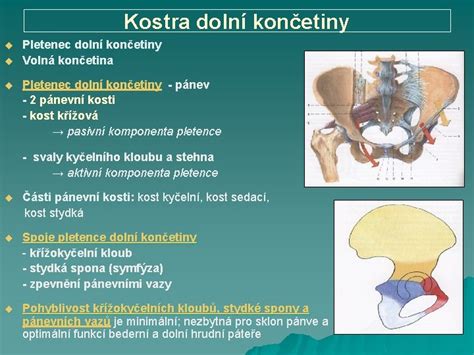 Anatomie Vda O Tvaru A Stavb Lidskho Tla