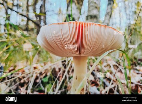 Dangerous Fly Agaric Mushroom Close Up Ingredient For Microdosing With