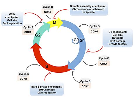 A Complete Eukaryotic Cell Cycle Consists Of