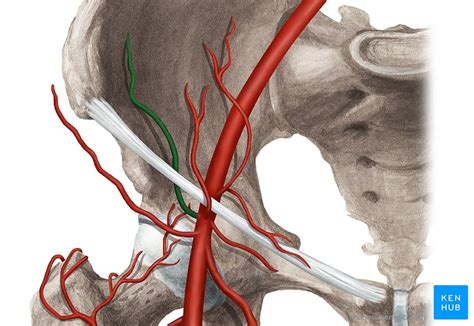 External Iliac Artery Anatomy