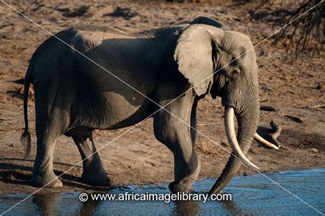 Photos And Pictures Of Big Tusked Bull African Elephant Loxodonta